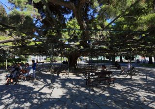 the most famous tree shade in Lisbon